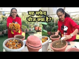 Organic 100% जादुई मिट्टी | घर में पड़े पुराने Flower से बनाएं, पौधे कभी नहीं मरेंगे! ज्यादा फूल-फल