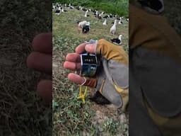 POV: Counting 600,000+ seabird nests!