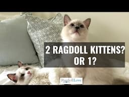 What You Need to Know About Owning 2 Ragdoll Kittens!