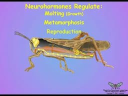 02-Insect Endocrinology - Hormones, Sources and Actions - An Overview