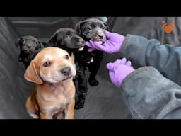 I Rescued Puppies From Texas & Discovered A Shocking Truth