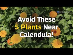 Avoid These 5 Plants Near Calendula!