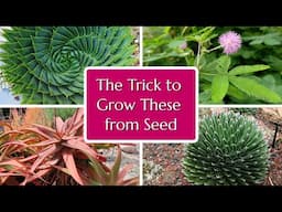 Striking Plants from Seed: Aloe, Agave & Mimosa Unlocked