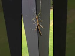 Zoe Found A Stick Bug Insect 🐛 #bugs #zoeslogic #stickinsect #insects