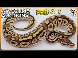 We're back with some Amazing Ball Python Auctions! - FEB 4-7