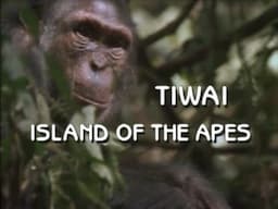 Tiwai: Island of the Apes (1992)