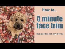 How To Trim a Face in 5 minutes | Mabel The Whoodle