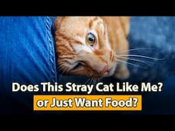 5 Signs a Stray Cat Likes You (Not Just for Food!)