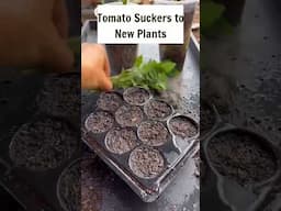 Paano Patubuin ang Sanga ng Kamatis #howtoplant #planting #garden