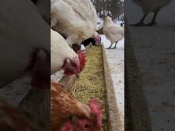 The Food Line 😍 #homestead #farmlife #homesteadlife #chickens