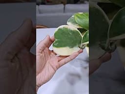 Hoya kerrii leaf development - watching it happen by time lapse #houseplantjournal #planttimelapse