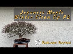 Japanese Maple Winter Clean Up #2 - Tom Lau -  Bonsai Technique - Baikoen Bonsai Club