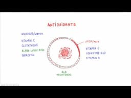 Why You Must Combine Antioxidants?