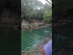 Baby Greta Hippo at Animal Kingdom's Kilimanjaro Safari Ride