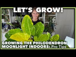 PHILODENDRON MOONLIGHT 101: Light, Water, and Soil Tips for a Healthy Houseplant