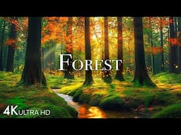 The SOOTHING POWER Of FOREST SOUNDS | Nature Sounds | Scenic Relaxation Film