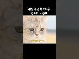 관심 주면 부끄러운 인프피 고양이