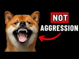 Why Dogs Show Their Teeth (You Won't Believe #7)