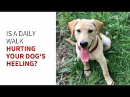 How a daily walk can hurt your service dog's heeling training