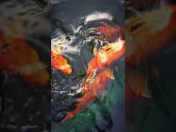 Evolution of the Koi Fish #koi #koifish #koipond