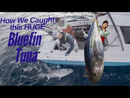 Huge Southern Bluefin Tuna