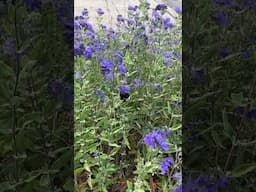 Stunning huge bee in the garden today 🐝 #bumblebee #gardening #buzz