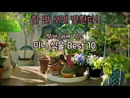 [4K]작지만 완벽해! 탁자 위 미니 식물 BEST 10🌿한눈에 반할 초록마법 플랜테리어/ 공간을 차지하지 않는 작고 예쁜 식물들 추천