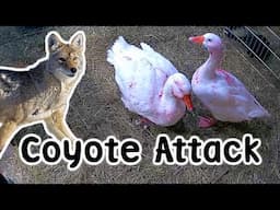 Goose Attacked By Coyote - Farm Vlog