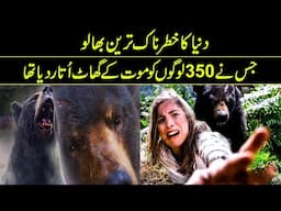 The Most Famous Bear In The World | Reality Facts