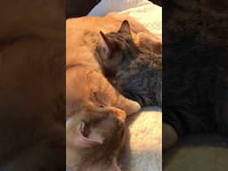 Sleepy heads #funny #kitten #cute #cats #funnyvideos #catslover #purringcat #kitty