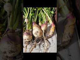 Harvest in February 🤘🤘 || DHBG #garden #gardening #gardeningforbeginners