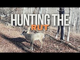 How To Hunt The Rut