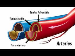 Blood vessels - Structure & Function | GCSE PE