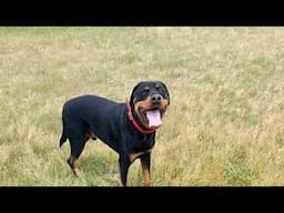 Evening Walk With Rottweiler