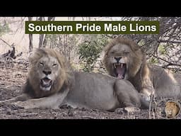 Southern Pride Males Expand Their Territory North