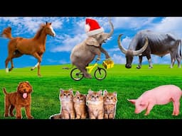 Farm Animal Habits: Cat, Dog, Chicken, Duck, Rabbit, Cow, Buffalo - Animal Sounds