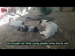 What Happens When a Mother Dog Reunites with Her Puppies?