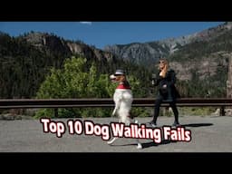 top 10 dog walking fails