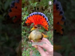 Tropical Royal Flycatcher 🐦 This Bird is Insane!