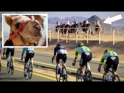 Camels Join Professional Cycling Race in Desert | AlUla Tour 2025 Stage 5