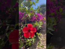 Glimpses of #spanish #gardens how beautiful is #bougainvillea 🌸 I’d love to grow it in my garden🌿