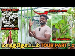 TERRACE GARDEN TOUR Part - 2| அட்டகாசமா ரெடியான நம்ம மாடித்தோட்டம் | DECEMBER UPDATE | Black Pepper