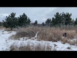 Willow Creek’s Berry working a pair of Hungarian Partridge.