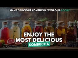 Create Perfect Kombucha at Home with Our Premium SCOBY