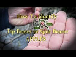 How to find FRUIT BUDS on Apple trees. Spur or Tip Bearing