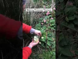 Making Primrose Tincture #primrose #primrosetincture #springmedicine