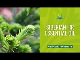 Siberian Fir Essential Oil