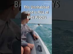 This UNINHABITED island is FULL of BABY PIGGYS