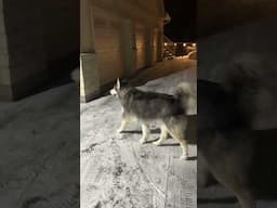 Axel discovering his new backyard. Second night with us. ❄️ #alaskanmalamute #malamute #rescuedog