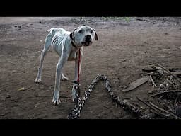 Pit Bull Starved on Heavy Chain Used as Fighting Bait